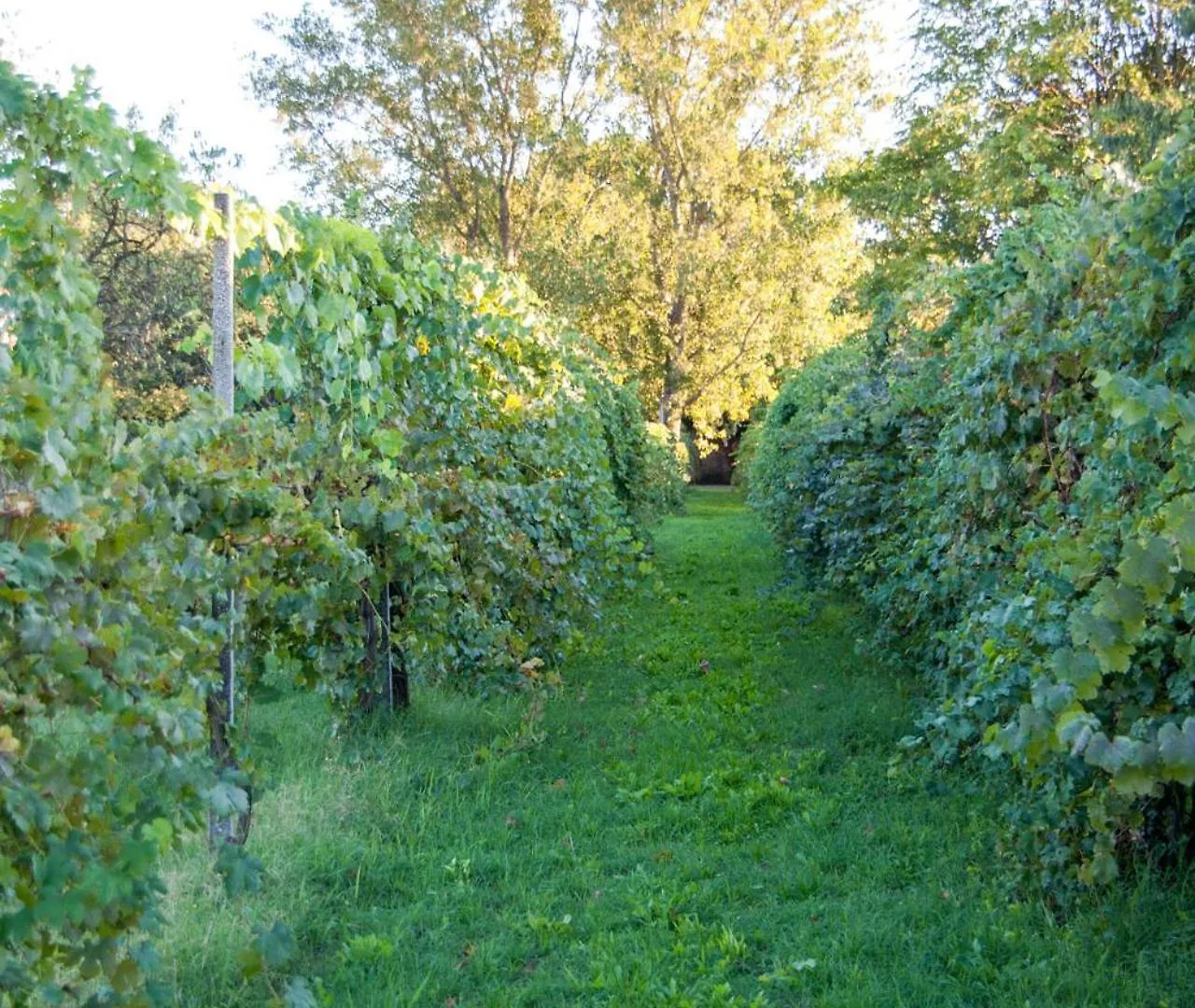 Villa Principessa Pio Ferrara Alloggio per agriturismo